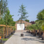Zwarte berk (Betula nigra)